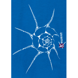 Tee-shirt Bio Loose Femme Le Coquillage 2
