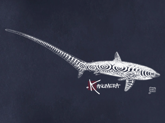 Thresher Shark  Ladies T-shirt
